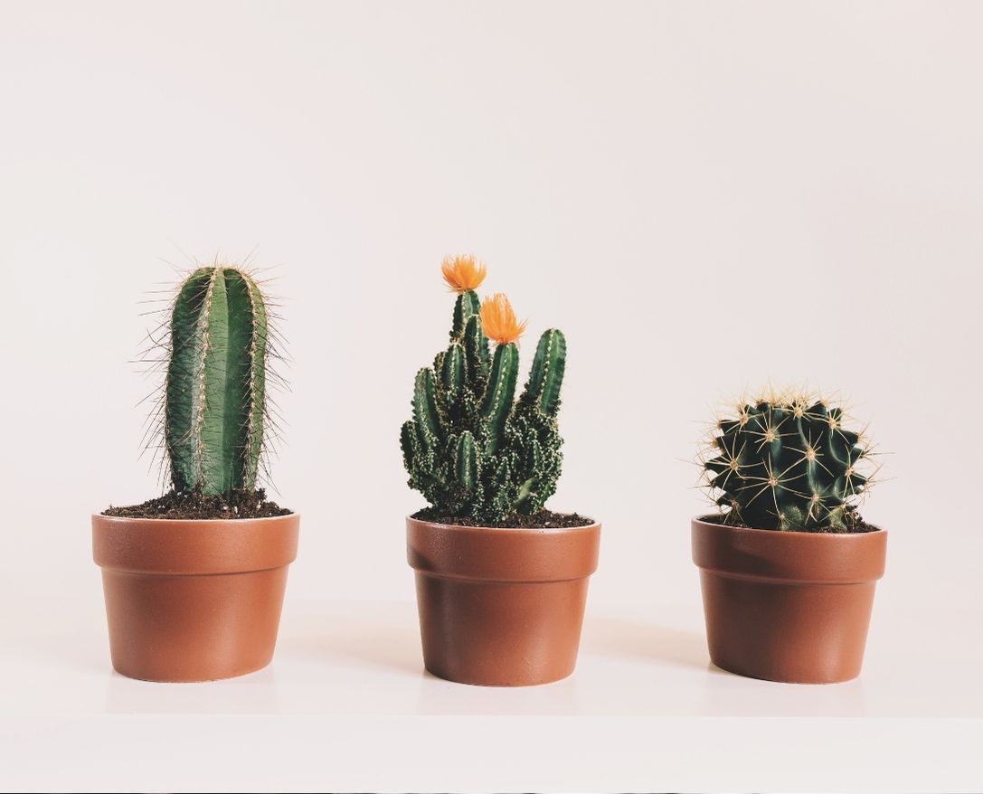 Kaktüs & Sukulent