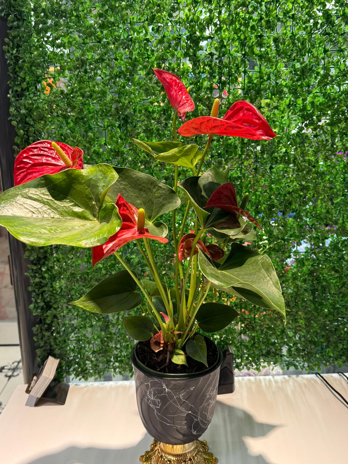 ANTORYUM ÇİÇEĞİ 06